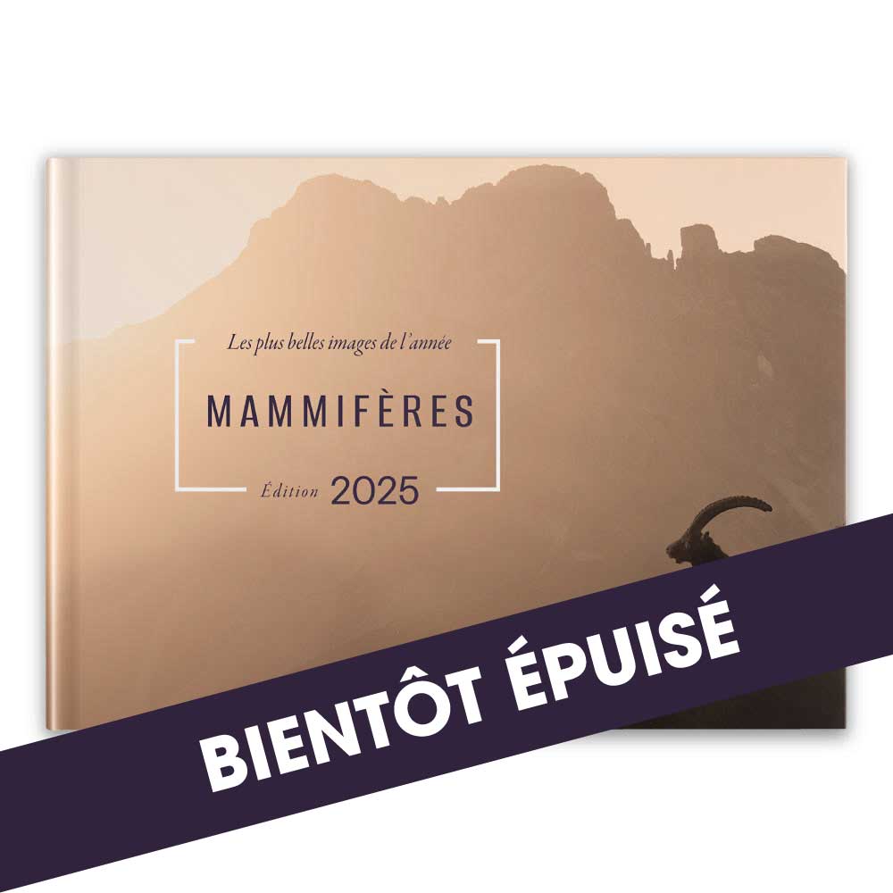 mammiferes-les-plus-belles-images-de-l-annee-edition-2025-bientot-rupture
