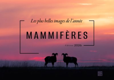 mammiferes-les-plus-belles-images-de-l-année--edition-2026 1