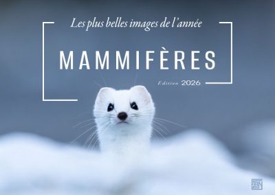 mammiferes-les-plus-belles-images-de-l-année--edition-2026