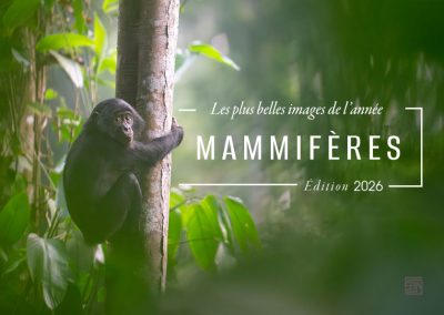 mammiferes-les-plus-belles-images-de-l-année--edition-2026