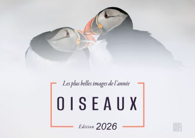 oiseaux les plus belles images de l année- edition 2026