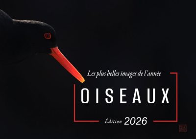 oiseaux les plus belles images de l année- edition 2026