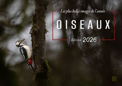 oiseaux les plus belles images de l année- edition 2026