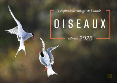 oiseaux les plus belles images de l année- edition 2026