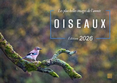 oiseaux les plus belles images de l année- edition 2026